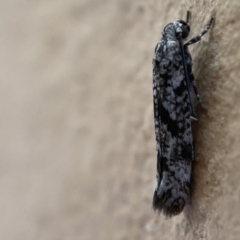 Gelechioidea (superfamily) at Jerrabomberra, NSW - suppressed