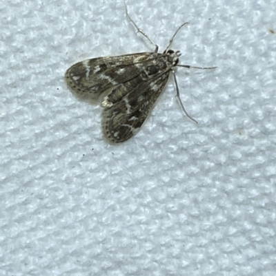 Hygraula nitens (Pond Moth) at Jerrabomberra, NSW - 17 Mar 2022 by SteveBorkowskis