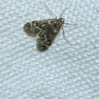 Hygraula nitens (Pond Moth) at Jerrabomberra, NSW - 16 Mar 2022 by Steve_Bok