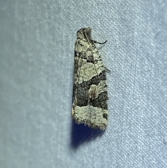 Meritastis lythrodana (A tortrix or leafroller moth) at QPRC LGA - 16 Mar 2022 by Steve_Bok
