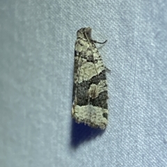 Meritastis lythrodana (A tortrix or leafroller moth) at Jerrabomberra, NSW - 16 Mar 2022 by Steve_Bok