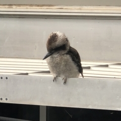 Dacelo novaeguineae (Laughing Kookaburra) at Dickson, ACT - 16 Mar 2022 by LeafBird