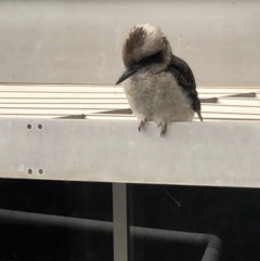 Dacelo novaeguineae at Dickson, ACT - 16 Mar 2022 09:11 AM