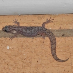 Christinus marmoratus (Southern Marbled Gecko) at Wanniassa, ACT - 16 Mar 2022 by JohnBundock
