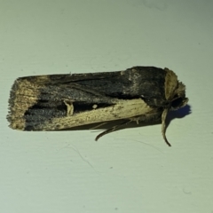 Proteuxoa tortisigna (Streaked Rictonis Moth) at Jerrabomberra, NSW - 16 Mar 2022 by SteveBorkowskis