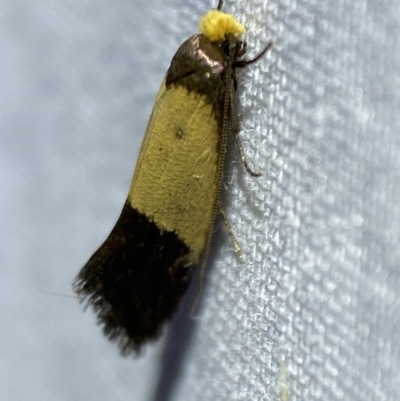 Edosa / TineaX (Tineaidae / Incurvariidae) at Jerrabomberra, NSW - 16 Mar 2022 by Steve_Bok