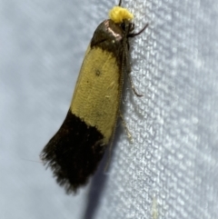 Edosa (genus) (a Tineid moth) at Jerrabomberra, NSW - 16 Mar 2022 by Steve_Bok