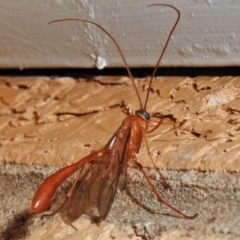 Leptophion sp. (genus) (An Ophioninae Wasp) at Wanniassa, ACT - 16 Mar 2022 by JohnBundock