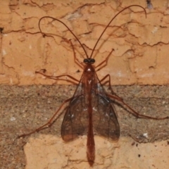 Leptophion sp. (genus) at Wanniassa, ACT - 16 Mar 2022