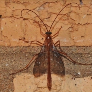 Leptophion sp. (genus) at Wanniassa, ACT - 16 Mar 2022
