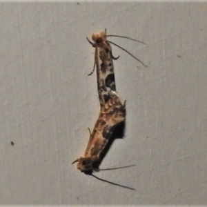 Moerarchis inconcisella at Wanniassa, ACT - 16 Mar 2022 10:10 PM