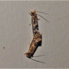 Moerarchis inconcisella (A tineid moth) at Wanniassa, ACT - 16 Mar 2022 by JohnBundock