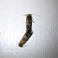 Moerarchis inconcisella at Wanniassa, ACT - 16 Mar 2022 10:10 PM