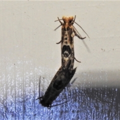 Moerarchis inconcisella at Wanniassa, ACT - 16 Mar 2022 10:10 PM