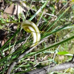 Diplodium ampliatum (Large Autumn Greenhood) at Cotter River, ACT - 14 Mar 2022 by rangerstacey