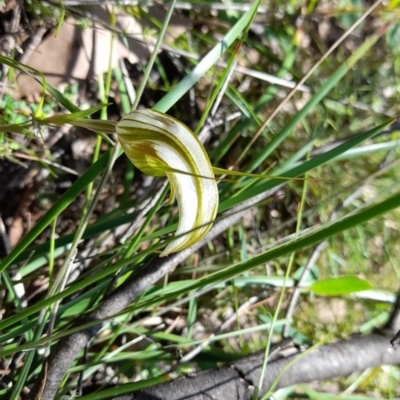 Diplodium ampliatum (Large Autumn Greenhood) at Cotter River, ACT - 14 Mar 2022 by rangerstacey