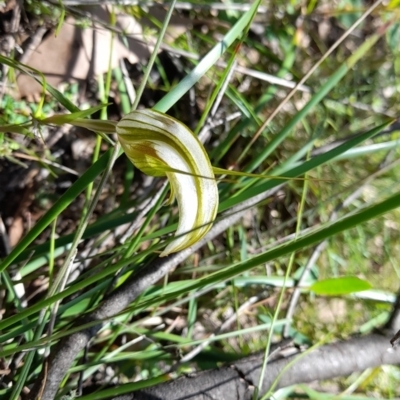 Diplodium ampliatum (Large Autumn Greenhood) at Cotter River, ACT - 13 Mar 2022 by rangerstacey