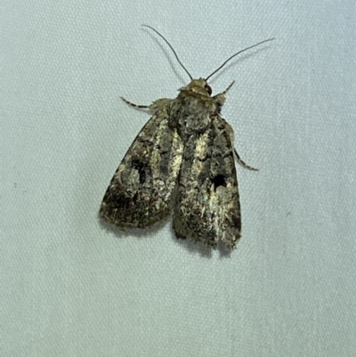 Thoracolopha melanographa (Acronictinae) at Jerrabomberra, NSW - 16 Mar 2022 by SteveBorkowskis