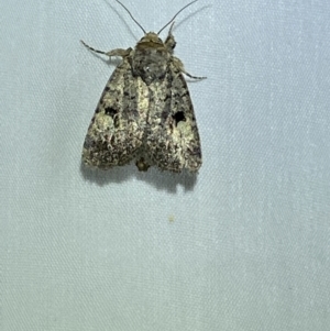 Thoracolopha melanographa at Jerrabomberra, NSW - 16 Mar 2022