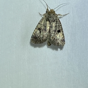 Thoracolopha melanographa at Jerrabomberra, NSW - 16 Mar 2022