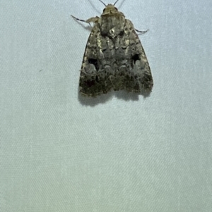 Thoracolopha melanographa at Jerrabomberra, NSW - 16 Mar 2022