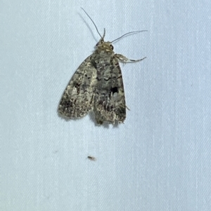 Thoracolopha melanographa at Jerrabomberra, NSW - 16 Mar 2022