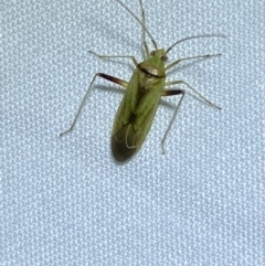 Creontiades dilutus (Green Mirid) at Jerrabomberra, NSW - 16 Mar 2022 by SteveBorkowskis