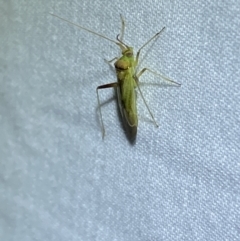 Creontiades dilutus at Jerrabomberra, NSW - suppressed