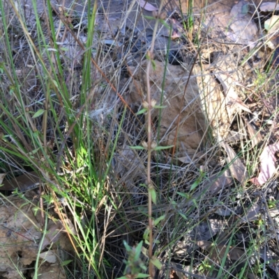 Gratiola pumilo (A Brooklime) at Sutton, NSW - 13 Feb 2022 by brunonia