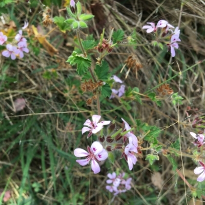 Pelargonium australe (Austral Stork's-bill) at Sutton, NSW - 14 Feb 2022 by brunonia