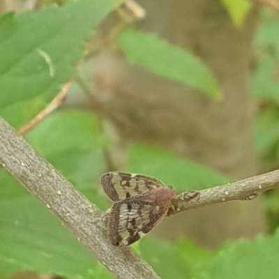 Scolypopa australis (Passionvine hopper, Fluffy bum) at Turner, ACT - 17 Mar 2022 by LD12