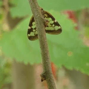 Scolypopa australis at Turner, ACT - 17 Mar 2022