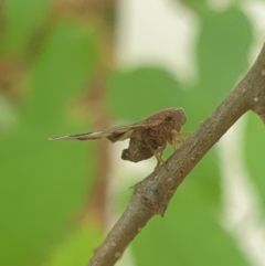 Scolypopa australis at Turner, ACT - 17 Mar 2022