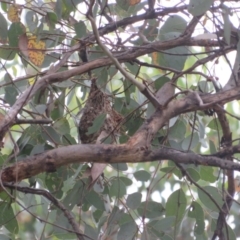 Gerygone fusca (Western Gerygone) at Pialligo, ACT - 4 Jan 2022 by Christine
