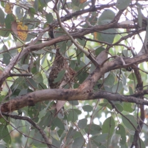 Gerygone fusca at Pialligo, ACT - 4 Jan 2022 07:49 AM