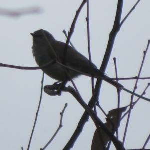 Gerygone fusca at Pialligo, ACT - 4 Jan 2022 07:49 AM