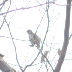 Gerygone fusca at Pialligo, ACT - 4 Jan 2022 07:49 AM