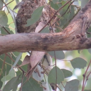 Gerygone fusca at Pialligo, ACT - 4 Jan 2022 07:49 AM