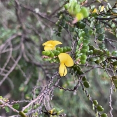 Bossiaea foliosa (Leafy Bossiaea) at Kosciuszko National Park - 12 Mar 2022 by Ned_Johnston