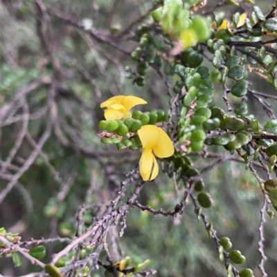 Bossiaea foliosa (Leafy Bossiaea) at Kosciuszko National Park - 12 Mar 2022 by Ned_Johnston