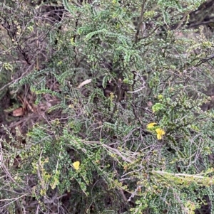 Bossiaea foliosa at Jagungal Wilderness, NSW - 12 Mar 2022 06:45 PM