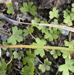 Hydrocotyle sibthorpioides (TBC) at Jagungal Wilderness, NSW - 12 Mar 2022 by Ned_Johnston
