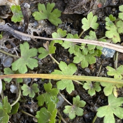 Hydrocotyle sibthorpioides (A Pennywort) at Jagungal Wilderness, NSW - 12 Mar 2022 by Ned_Johnston