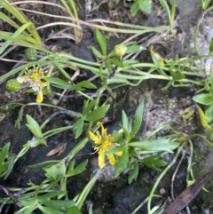 Ranunculus amphitrichus (Small River Buttercup) at Jagungal Wilderness, NSW - 12 Mar 2022 by Ned_Johnston