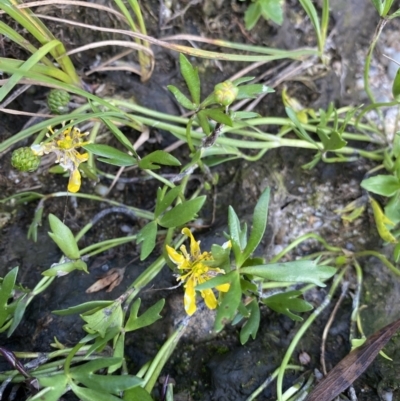 Ranunculus amphitrichus (Small River Buttercup) at Jagungal Wilderness, NSW - 12 Mar 2022 by Ned_Johnston