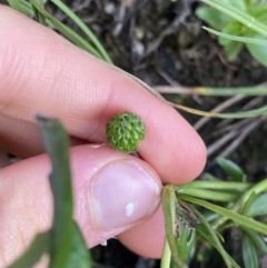 Ranunculus amphitrichus at Jagungal Wilderness, NSW - 12 Mar 2022 06:37 PM