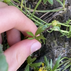 Ranunculus amphitrichus at Jagungal Wilderness, NSW - 12 Mar 2022 06:37 PM