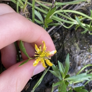 Ranunculus amphitrichus at Jagungal Wilderness, NSW - 12 Mar 2022 06:37 PM