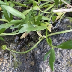 Ranunculus amphitrichus at Jagungal Wilderness, NSW - 12 Mar 2022 06:37 PM