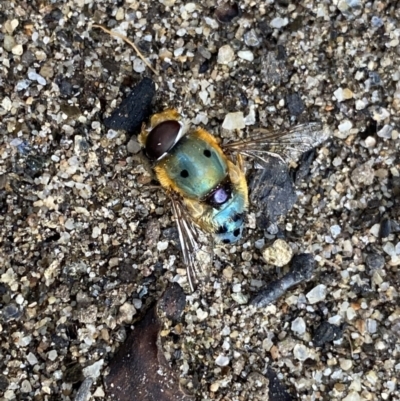 Austalis pulchella (Hover fly) at Jagungal Wilderness, NSW - 12 Mar 2022 by NedJohnston